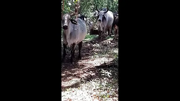 Cu gostozo gozada bloguerinha caipira sem calcinha deu a bocetinha pro cazeirro casado Tube keren terbaik